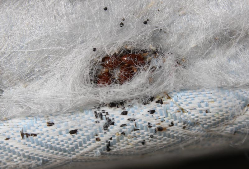 bed bugs in mattress