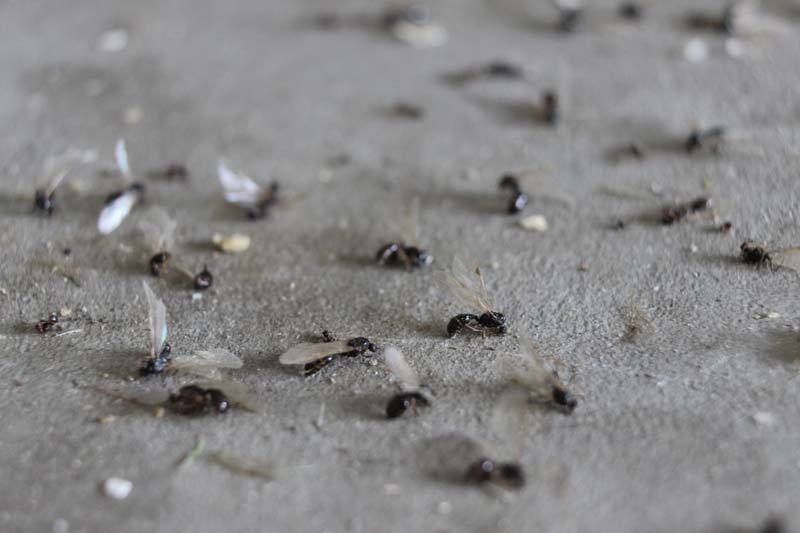 Pavement Ant Swarm - By Kirk Dean | Barrier Lawn and Pest