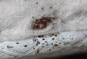 How many eggs can a bed bug lay in its lifetime?