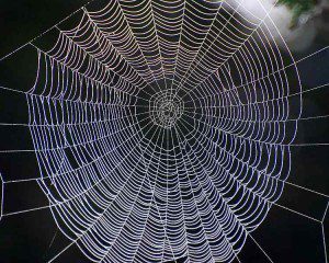 Orb-Weaver-Web