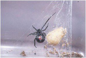 Black Widow Spider & Web