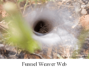 Funnel Weaver Web