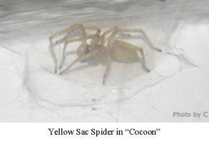 Yellow Sac Spider & Nest