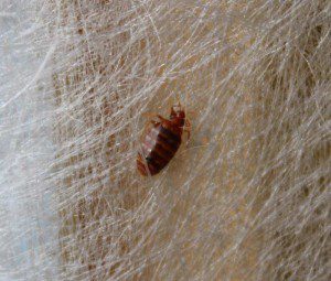 bed-bugs-004