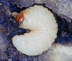 Billbug Larva
