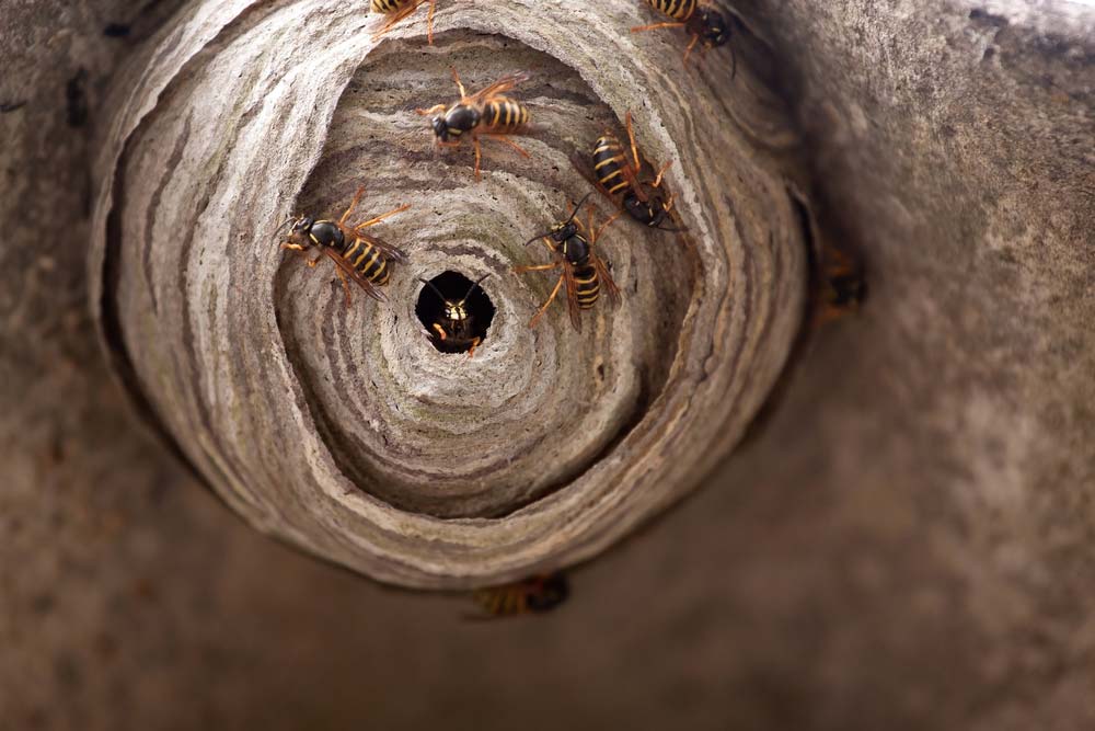 hornet pest control