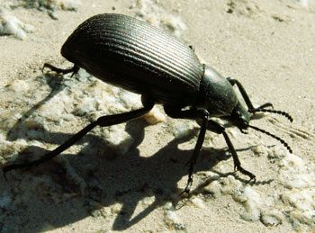 pinacate-beetle-common-boise-idaho-area-beetle