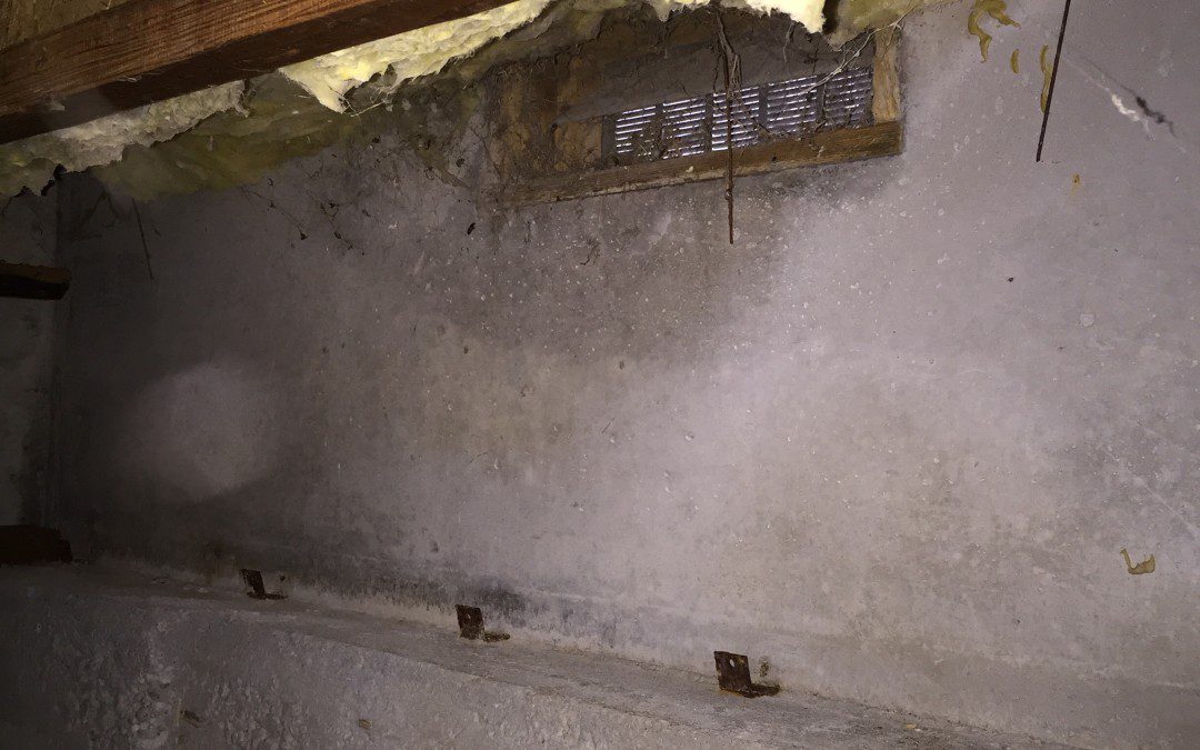 Spiders, Insects, Rodents, and crawlspaces