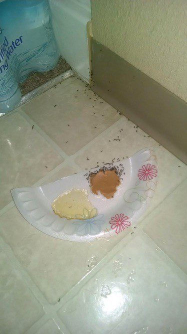 Killing Ants