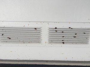 Elm Seed Bugs on vent