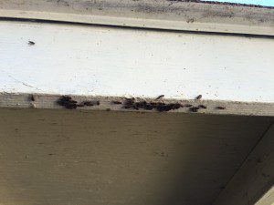 Elm Seed Bugs on soffit