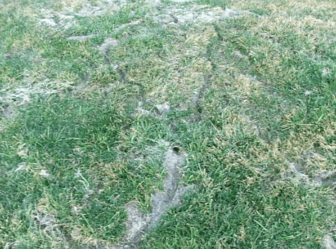 damaged grass from rodents