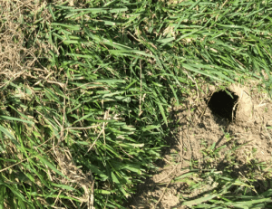 A gopher, a vole, and a mole - Barrier Pest Control