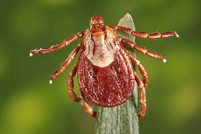 Macro photo of a tick, a common pest found in Boise and the Treasure Valley.