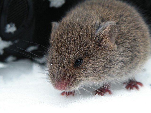 winter mouse