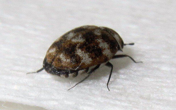 Carpet Beetle Idaho