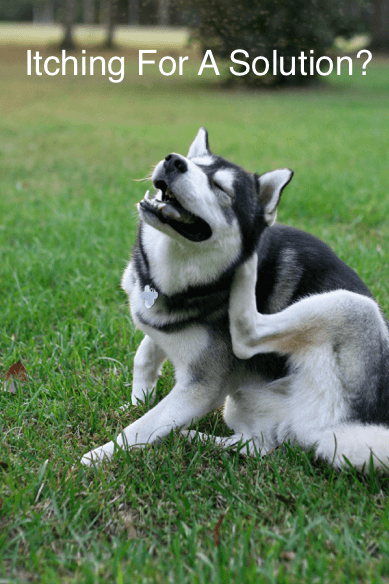 dog scratching its neck