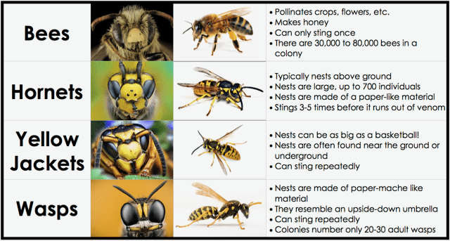 yellow jacket vs hornet.