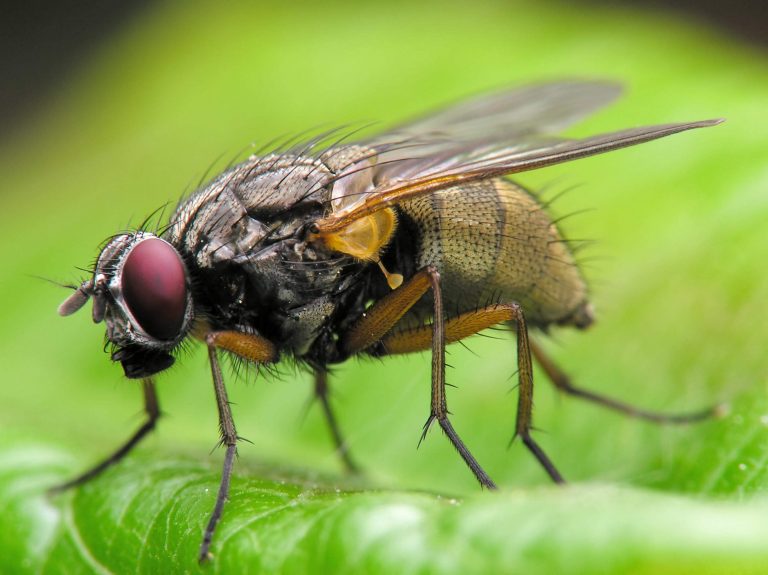 The Season of the Flies! Barrier Pest Control