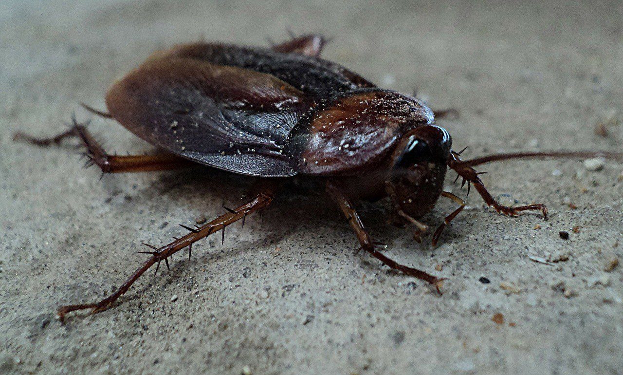 Idaho cockroach