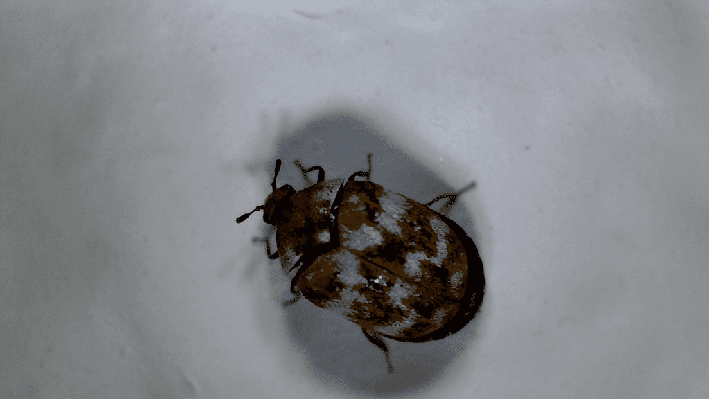 Getting Rid of Carpet Beetles Barrier Pest Control