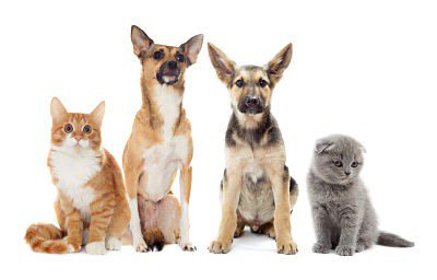 photo of cats and dogs