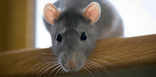 mouse closeup