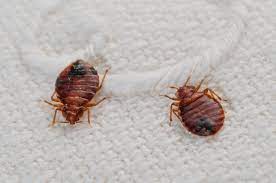 Photo of Bed Bugs
