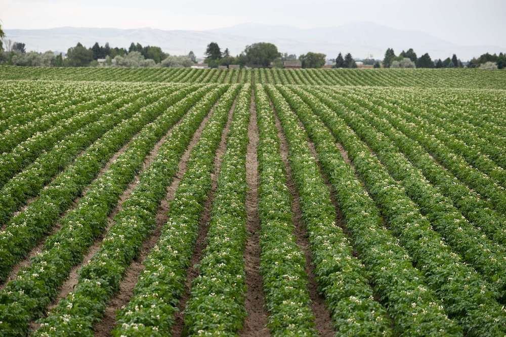 potato farm