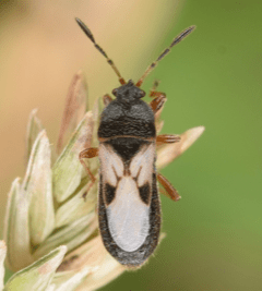 adult chinch bug