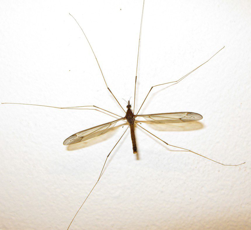 crane fly daddy long legs on a wall