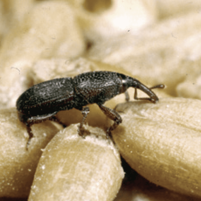 Pantry Pest Identification in Idaho - Barrier Pest Control