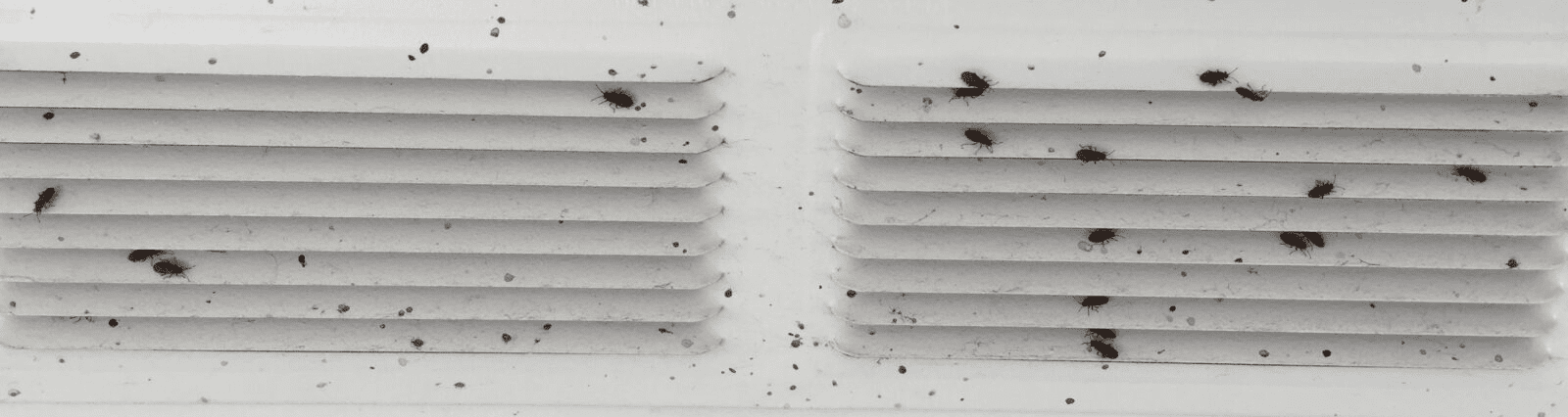 This Month's Featured Pest is Elm Seed Bugs