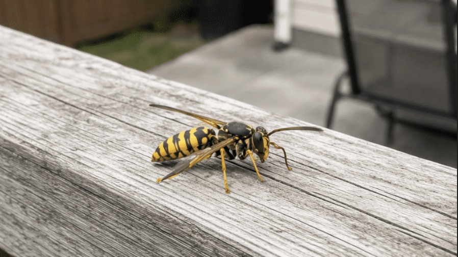 Yellow jacket resting on a weathered wooden deck railing in a residential backyard